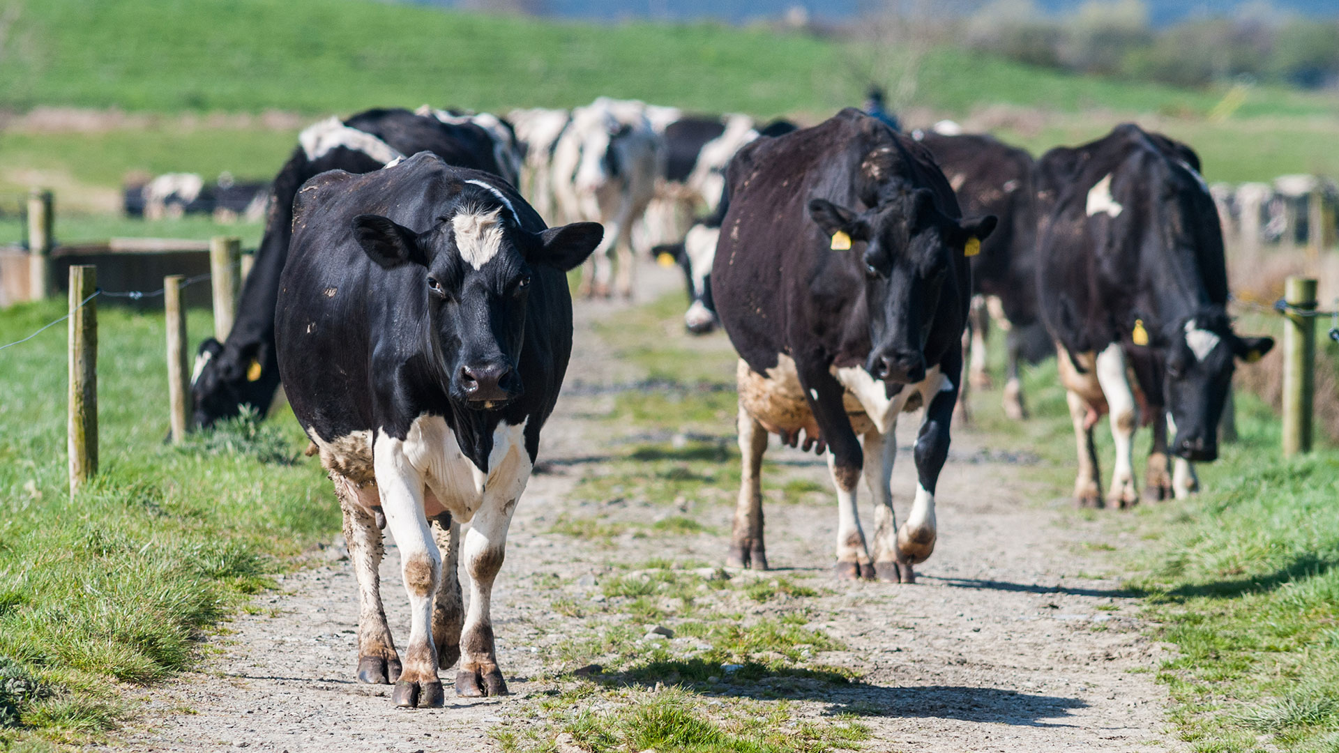 De Ierse koeien grazen tot wel 300 dagen per jaar buiten
